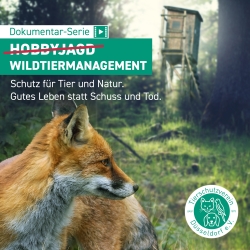 29.9.2024, 16:15 Uhr: "Wildtiermanagement statt Hobbyjagd" - Filmdoku u. Impuls von Tierschutzverein Düsseldorf